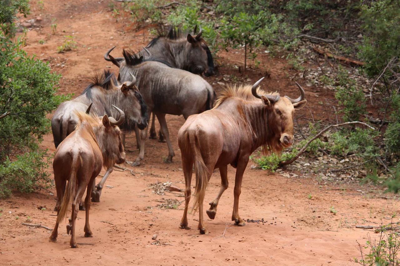 Fumani Game Lodge Modimolle Bagian luar foto